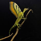 Dinosaurier auf einem Ast