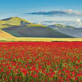 Millionen Mohnblüten bilden einen Blumenteppich