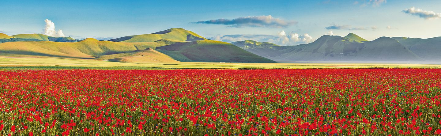 Millionen Mohnblüten bilden einen Blumenteppich