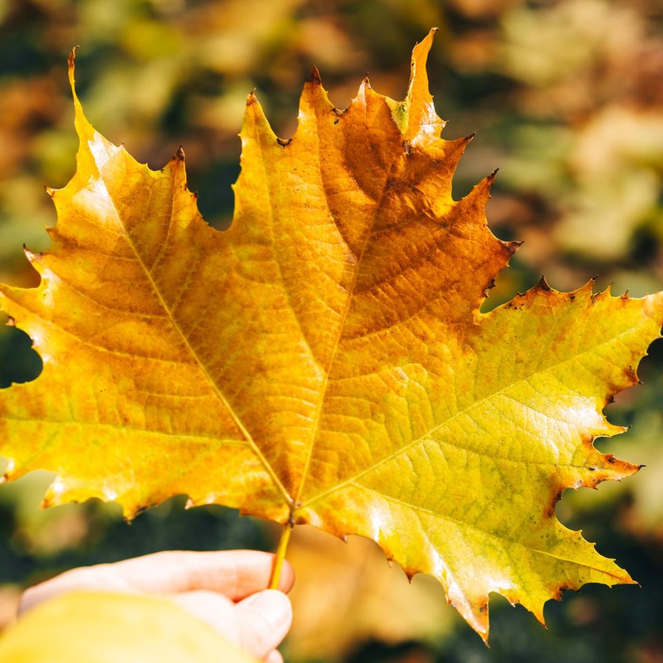 Gelbes Herbstlaub