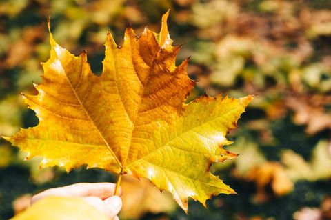 Gelbes Herbstlaub
