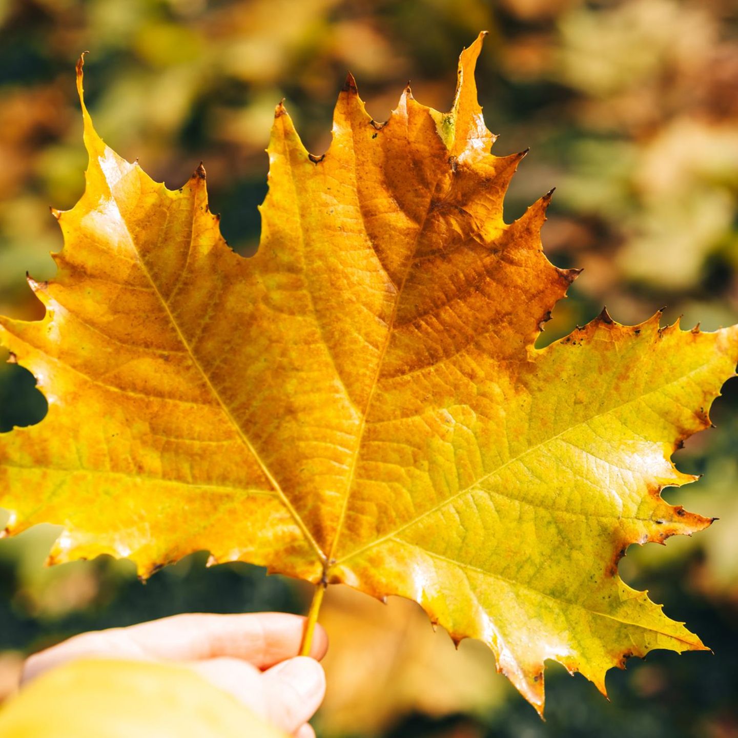 Gelbes Herbstlaub