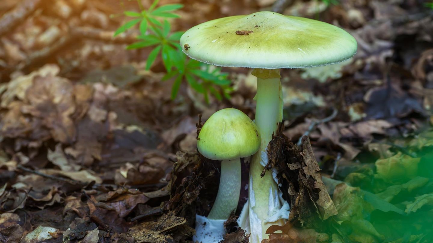 Gr-ner-Knollenbl-tterpilz-Todeshauch-im-Wald-Das-ist-Deutschlands-giftigster-Pilz