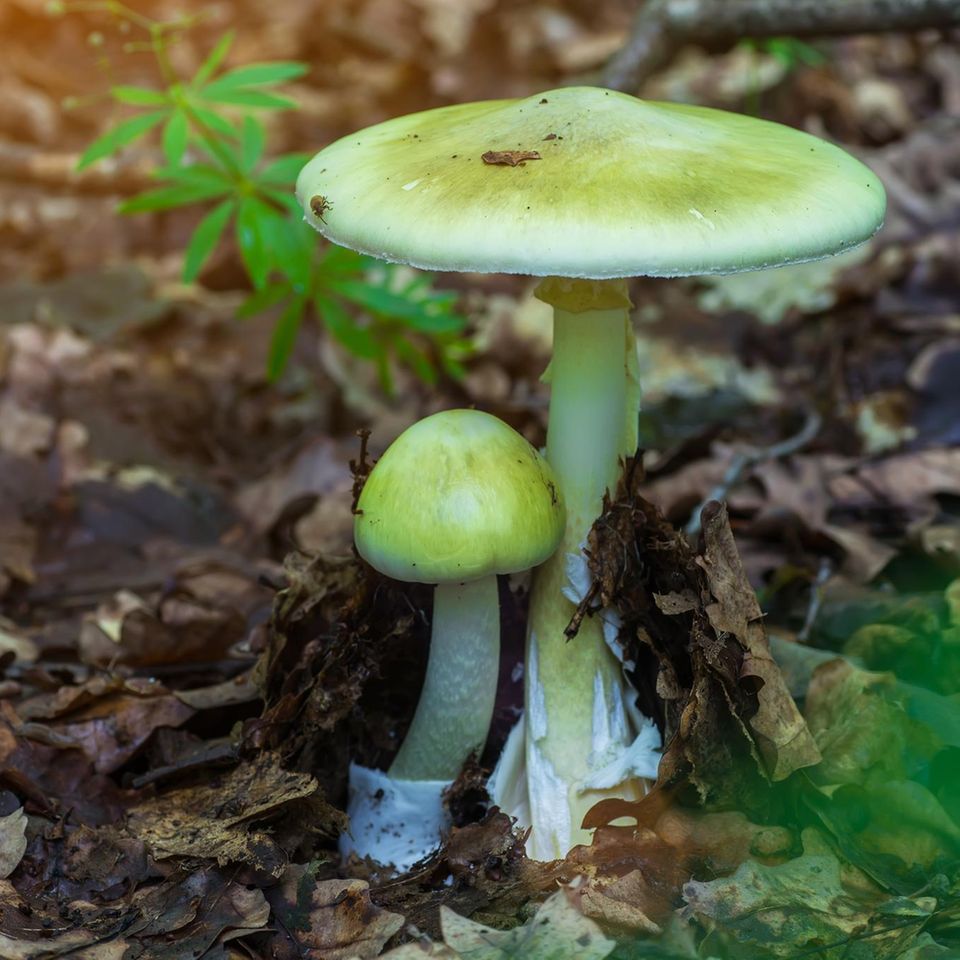 Grüner Knolleblätterpilz