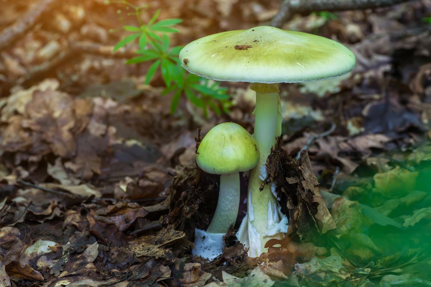Grüner Knolleblätterpilz