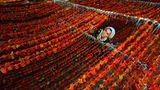 Trocknung von Paprika in der Türkei