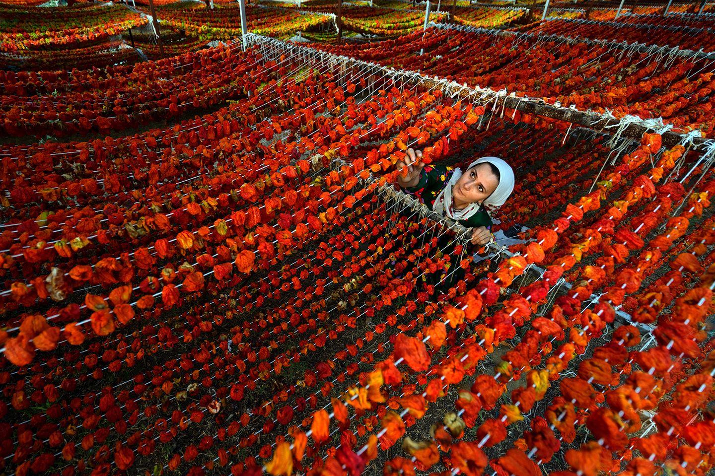 Trocknung von Paprika in der Türkei