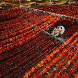 Trocknung von Paprika in der Türkei