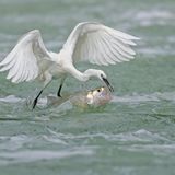 Silberreiher und Fische