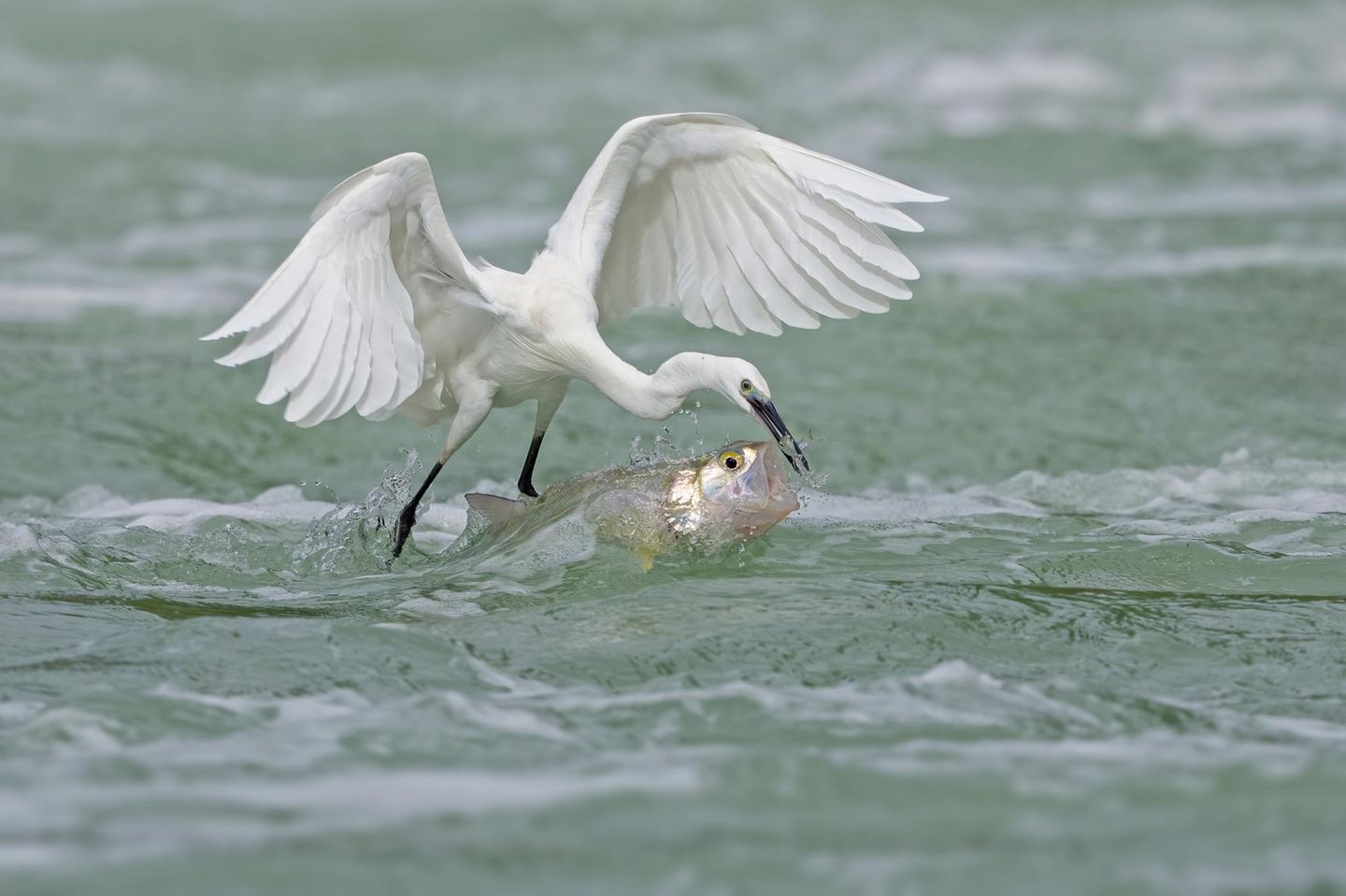 Silberreiher und Fische