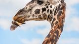 Giraffe mit Vögeln