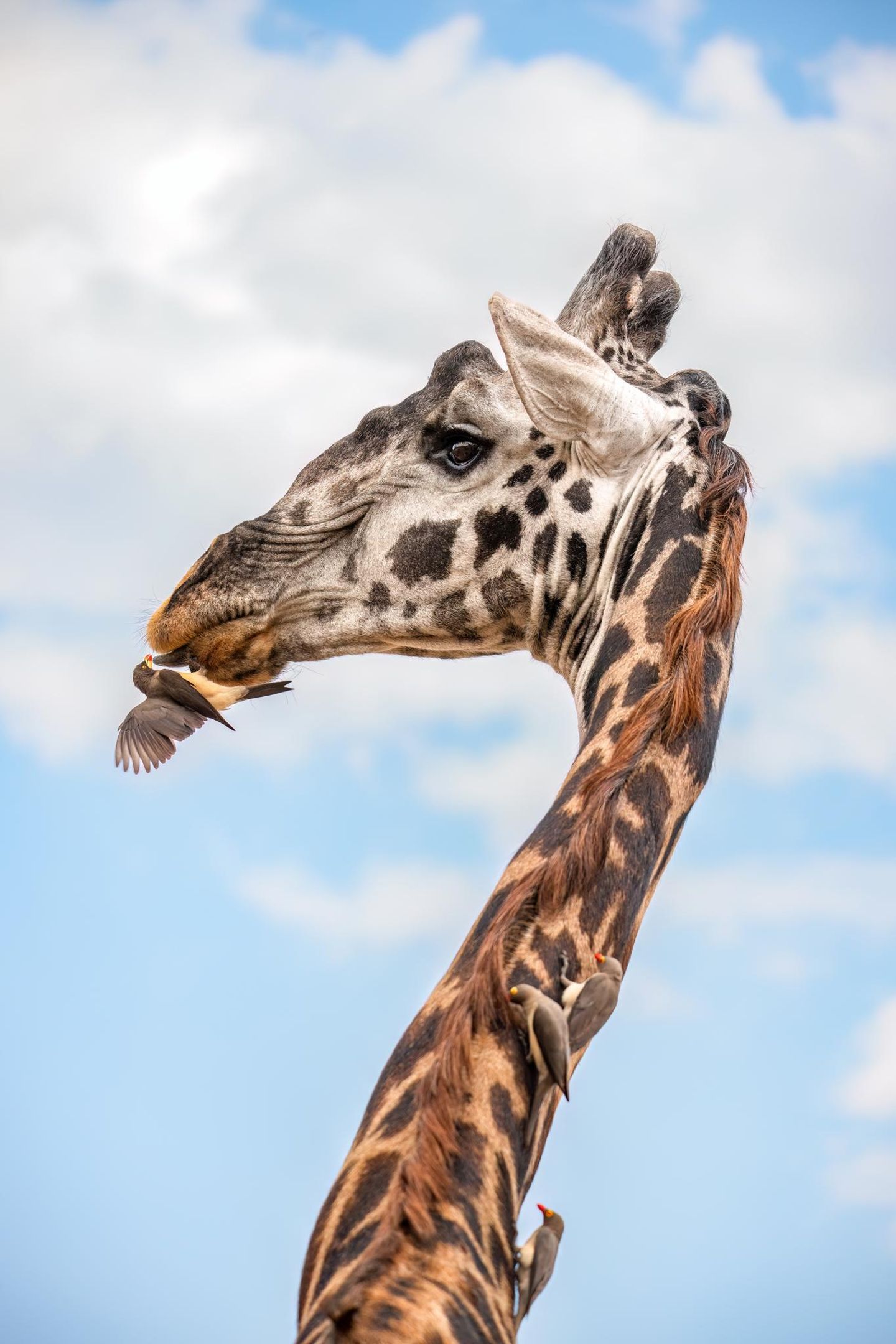Giraffe mit Vögeln
