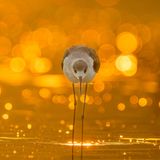 Stelzenläufer in Dubai