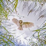 Jagende Schleiereule