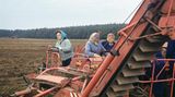 Frauen während der Kartoffelernte der LPG Cobbelsdorf im Bezirk Halle