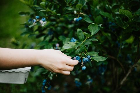 Eine Hand erntete Blaubeeren von einem Strauch