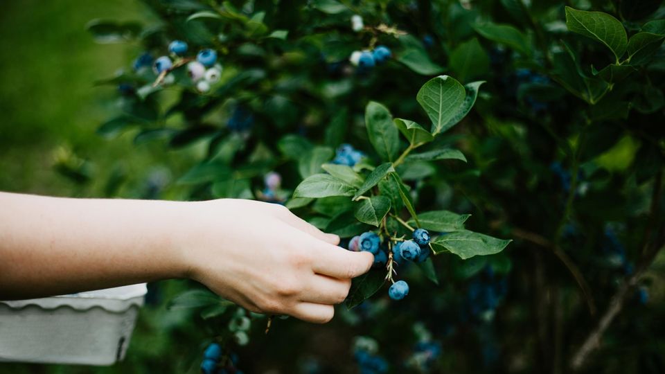 Eine Hand erntete Blaubeeren von einem Strauch