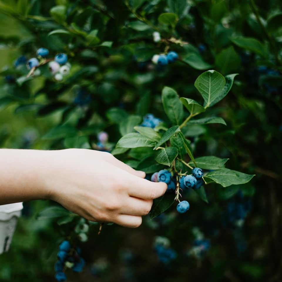 Eine Hand erntete Blaubeeren von einem Strauch