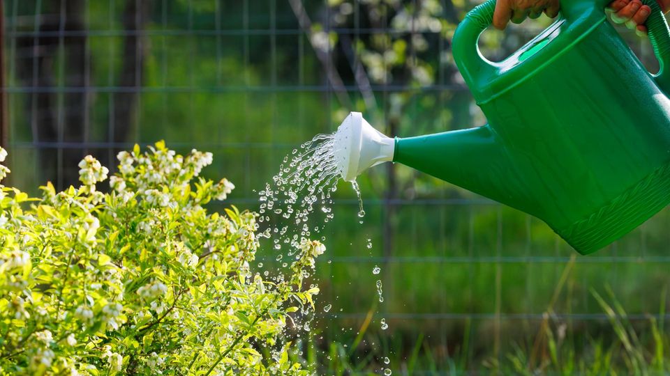 Eine Gießkanne gießt eine Heidelbeerpflanze in voller Blüte