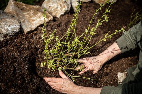 Heidelbeeren pflanzen: Als Standort eignet sich zum Beispiel ein sonniges Hochbeet, das mit einer speziellen Erde gefüllt ist