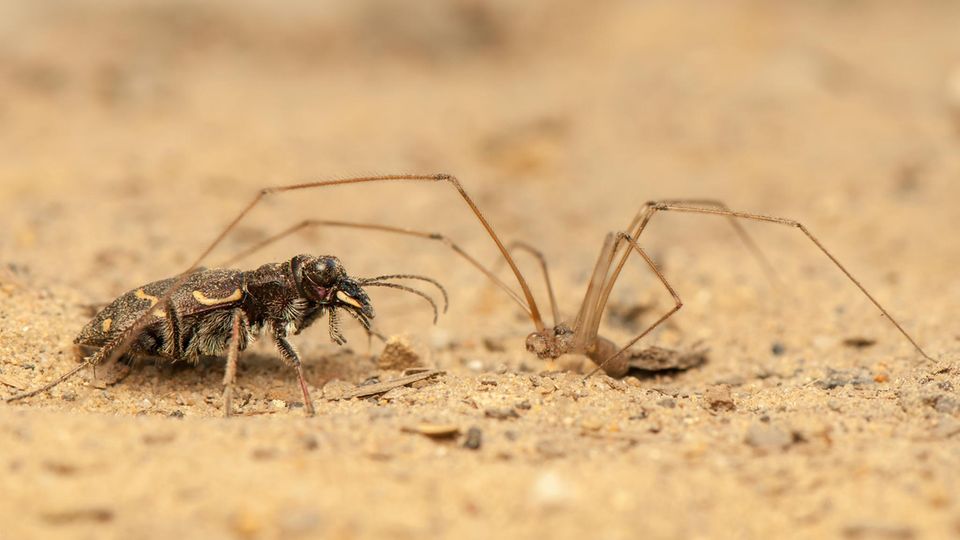Dünen-Sandlaufkäfer und Zitterspinne