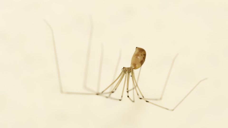 Eine Zitterspinne hängt unter der Decke