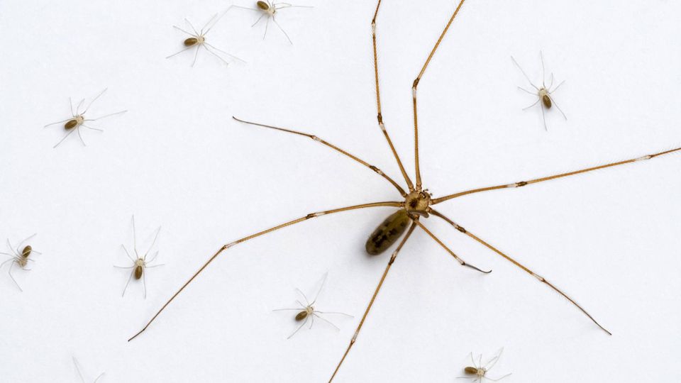 Zitterspinnenmutter mit Jungtieren