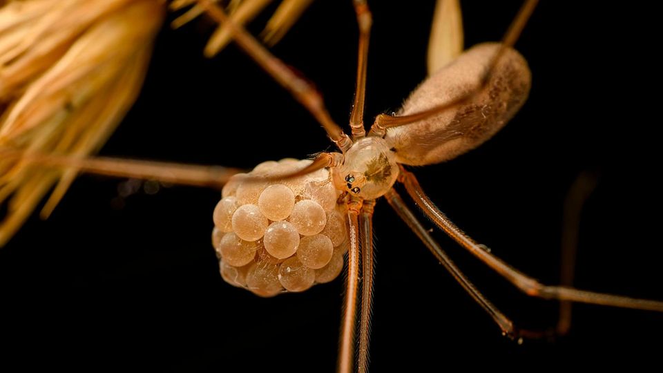 Zitterspinnenweibchen trägt seine Eier im Maul mit sich herum