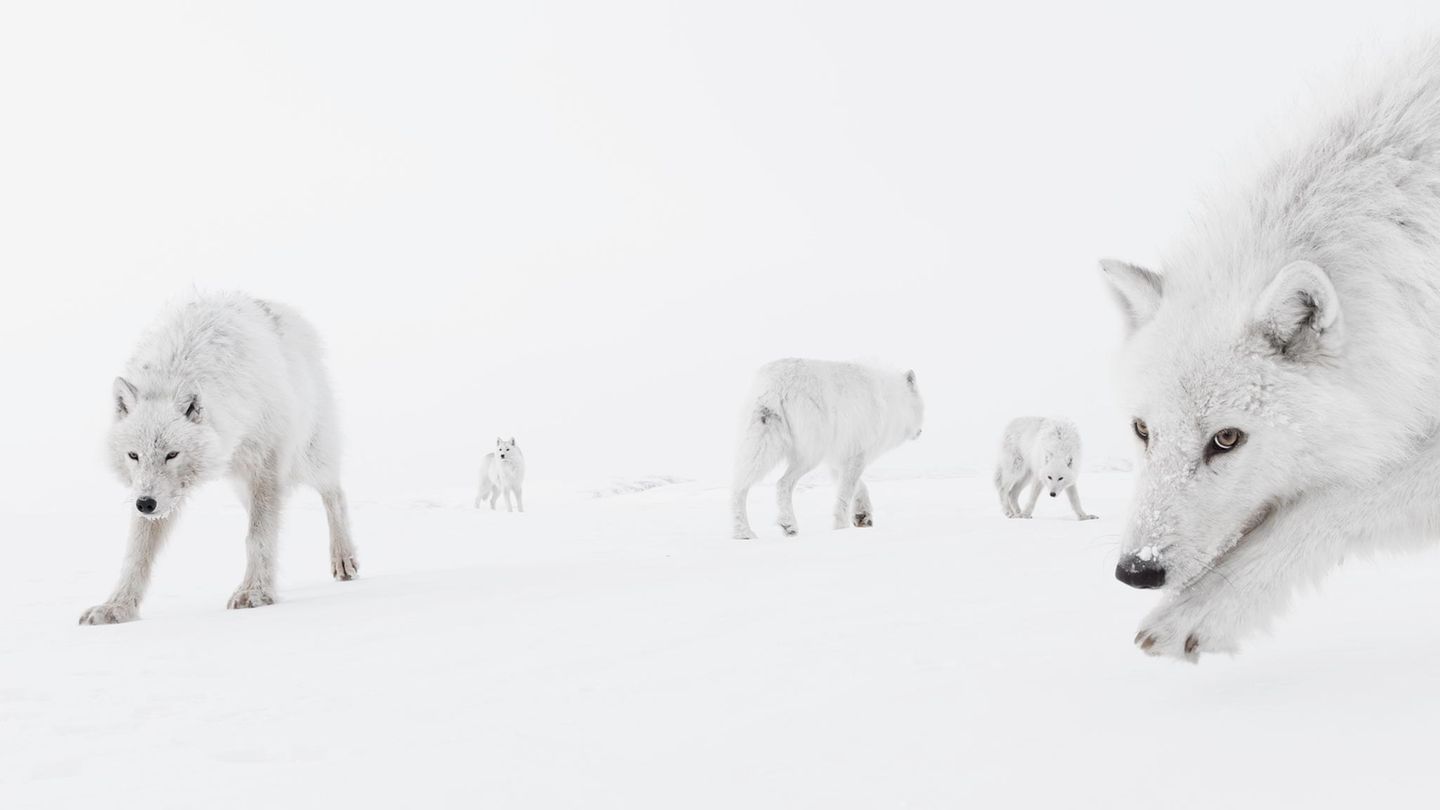 Aus dem Nichts Arktische Wölfe in der Schneelandschaft