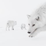 Arktische Wölfe in der Schneelandschaft