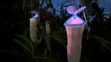 Fluoreszierende fleischfressende Pflanzen