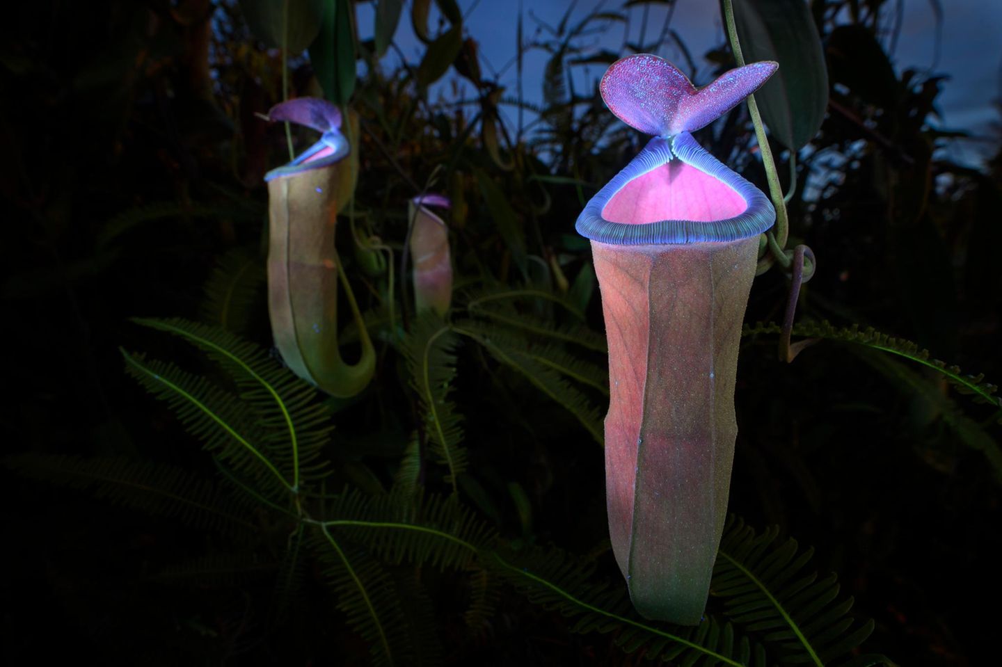 Einmal sehen und sterben Fluoreszierende fleischfressende Pflanzen