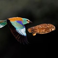 Eine Eule wird verfolgt