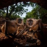 Languren in der Kamerafalle