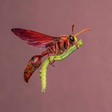 Eine Wespe fliegt mit einer Raupe davon