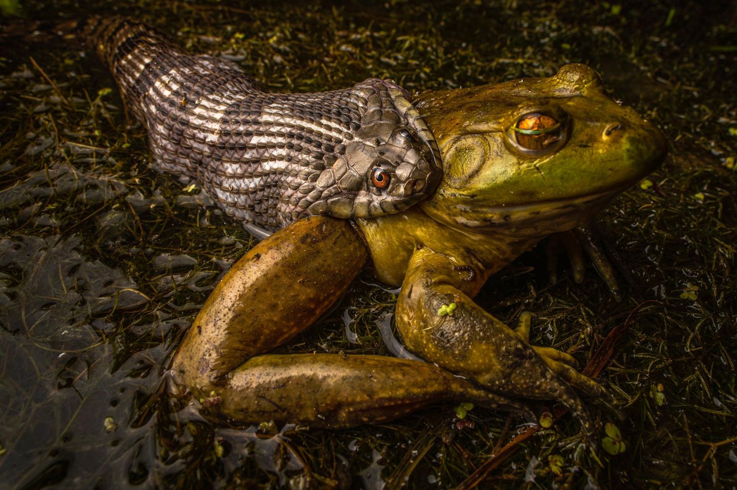 Geschnappt Ein Frosch wird von einer Schlange gebissen