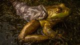 Ein Frosch wird von einer Schlange gebissen