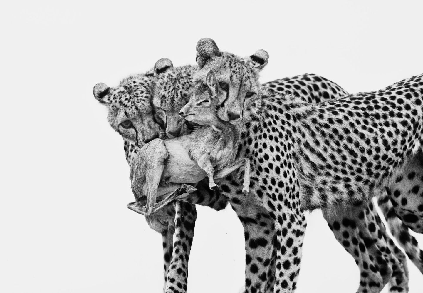 Vier Köpfe, ein Todesfall Leoparden mit Beute