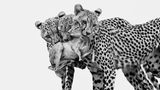 Leoparden mit Beute