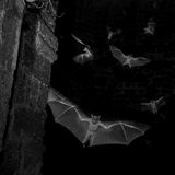 Fledermäuse
