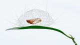 Mottenlarve in ihrem Nest