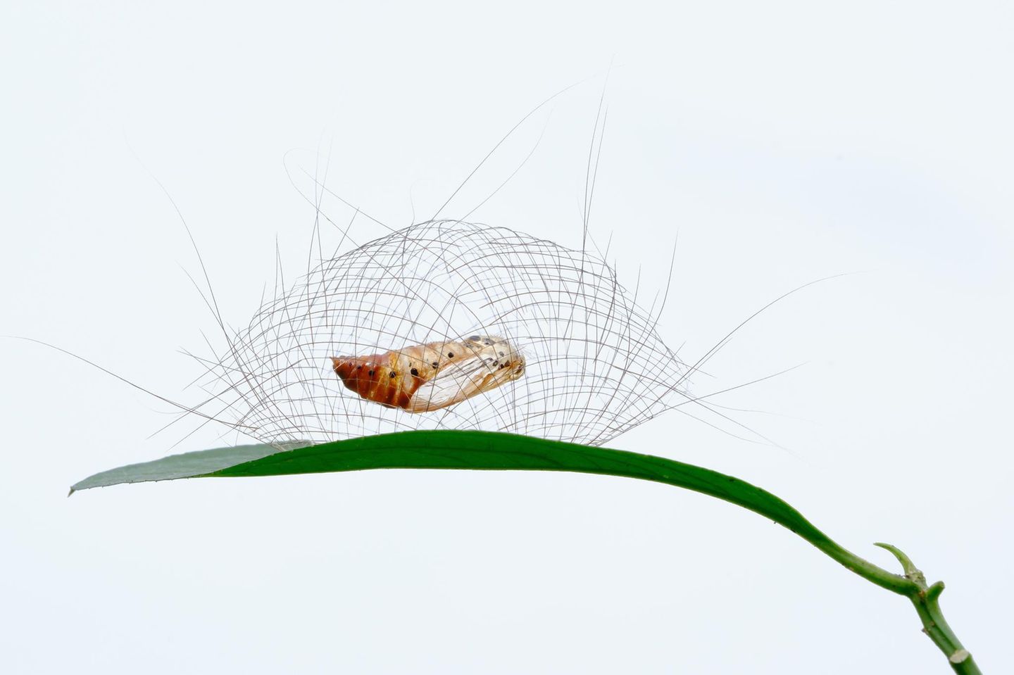 Zur Abwehr eingesperrt Mottenlarve in ihrem Nest