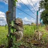 Faultier hängt an einem Zaun
