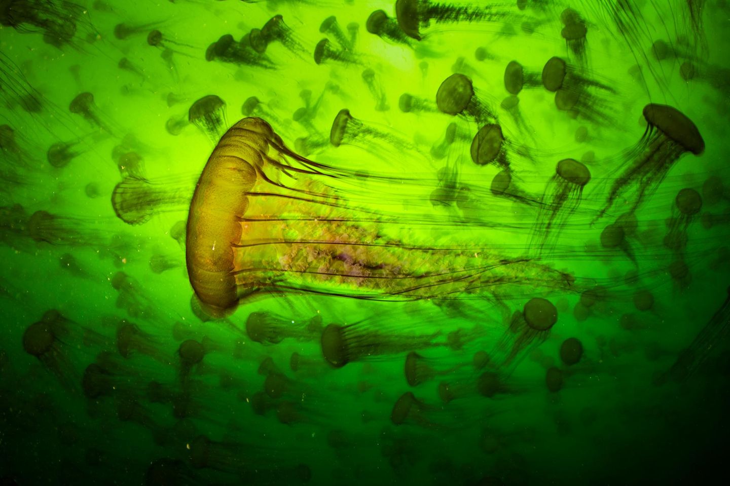 Malstrom der Medusen Quallenschwarm unter Wasser