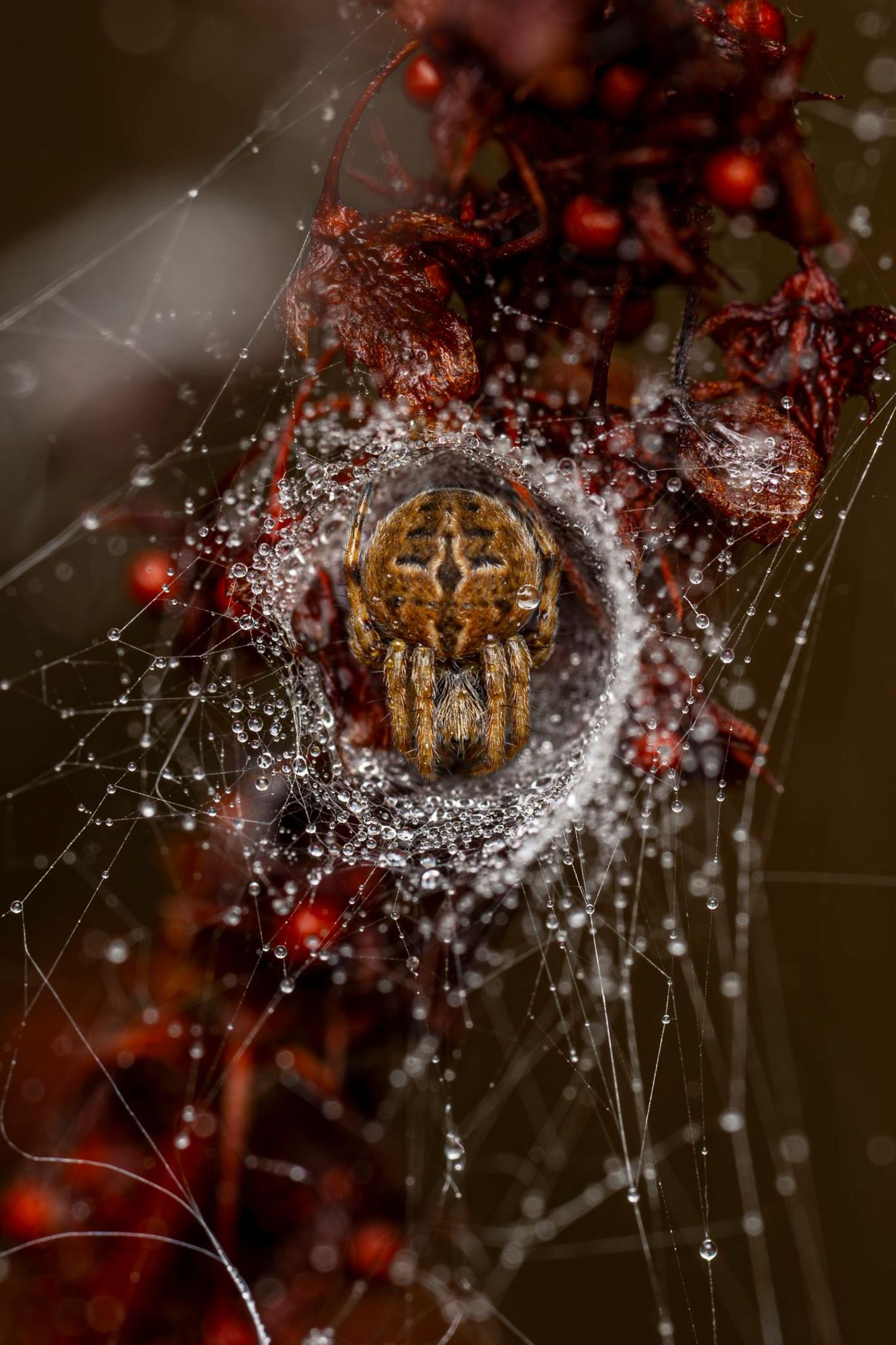 Auf der Lauer Spinne in ihrem Netz