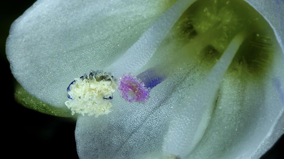 Video-Award: Nikon Small World in Motion: Die bewegte Welt des Allerkleinsten