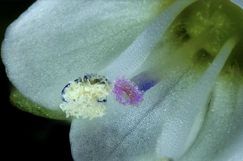 Video-Award: Nikon Small World in Motion: Die bewegte Welt des Allerkleinsten