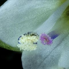 Video-Award: Nikon Small World in Motion: Die bewegte Welt des Allerkleinsten
