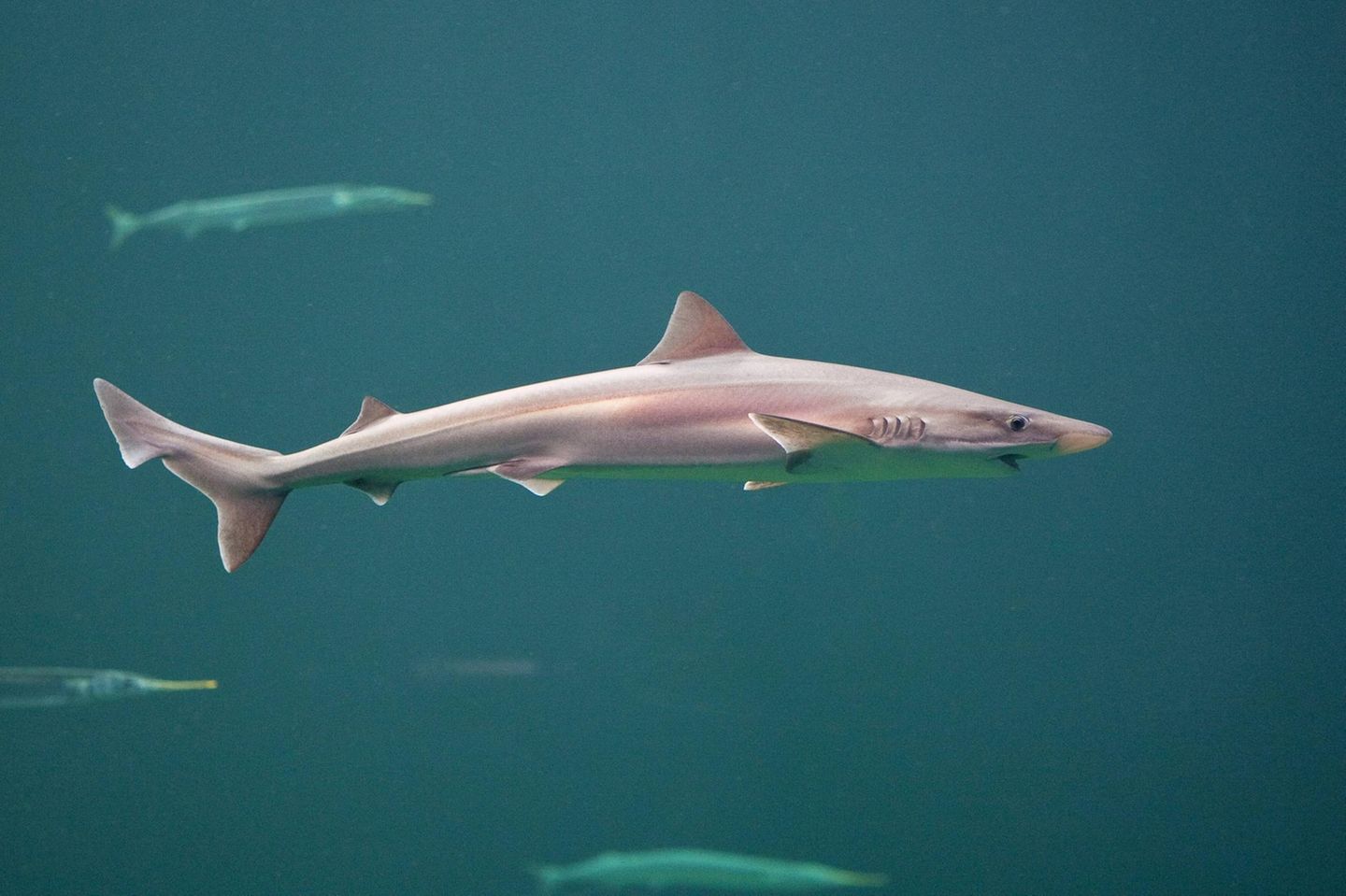 Wer sich schon immer gefragt hat, wo Haie eigentlich ihre Kindheit verbringen, hat jüngst eine Antwort darauf erhalten – zumindest was den Hundshai (Galeorhinus galeus) angeht. Er lebt praktisch vor unserer Haustür und nutzt die Nordsee als Kinderstube. Im deutsch-niederländischen Wattenmeer zwischen Borkum und den Westfriesischen Inseln stießen Forschende des Thünen-Instituts und des WWF auf neugeborene Hundshaie und Jungtiere; ältere Tiere werden im Sommer vor allem rund um Helgoland gesichtet. Mit einer Körperlänge von bis zu zwei Metern können die ausgewachsenen Haie hier durchaus Eindruck schinden – schließlich sind sie die größte ständig in der deutschen Nordsee lebende Haiart. Wer nicht zu ihren Beutetieren – Fischen, Krabben und Tintenfischen – gehört, muss sich vor dem Hai mit der spitzen Schnauze und den kleinen, klingenartigen Zähnen allerdings nicht fürchten. Vielmehr muss man um ihn fürchten: Weil der Hundshai immer wieder als Beifang in Fischernetzen landet, gilt er in den deutschen Meeresgebieten als stark gefährdet – und ist weltweit sogar vom Aussterben bedroht, warnen die Forschenden.  