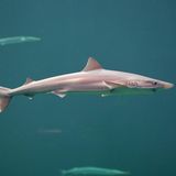 Wer sich schon immer gefragt hat, wo Haie eigentlich ihre Kindheit verbringen, hat jüngst eine Antwort darauf erhalten – zumindest was den Hundshai (Galeorhinus galeus) angeht. Er lebt praktisch vor unserer Haustür und nutzt die Nordsee als Kinderstube. Im deutsch-niederländischen Wattenmeer zwischen Borkum und den Westfriesischen Inseln stießen Forschende des Thünen-Instituts und des WWF auf neugeborene Hundshaie und Jungtiere; ältere Tiere werden im Sommer vor allem rund um Helgoland gesichtet. Mit einer Körperlänge von bis zu zwei Metern können die ausgewachsenen Haie hier durchaus Eindruck schinden – schließlich sind sie die größte ständig in der deutschen Nordsee lebende Haiart. Wer nicht zu ihren Beutetieren – Fischen, Krabben und Tintenfischen – gehört, muss sich vor dem Hai mit der spitzen Schnauze und den kleinen, klingenartigen Zähnen allerdings nicht fürchten. Vielmehr muss man um ihn fürchten: Weil der Hundshai immer wieder als Beifang in Fischernetzen landet, gilt er in den deutschen Meeresgebieten als stark gefährdet – und ist weltweit sogar vom Aussterben bedroht, warnen die Forschenden.  